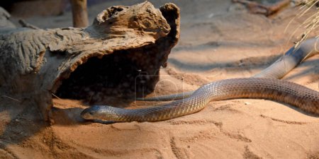 Mulgas are a highly venomous snake and their venom is produced in huge quantities! A large mulga may deliver over 150 milligrams of venom in one bite,