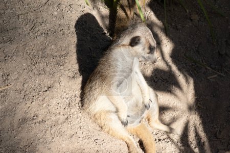 Meerkats have dark patches around their eyes to protect their eyes from the sun, as well as a dark tip on their tail.
