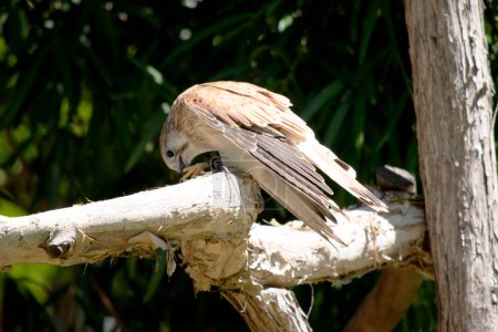 The Nankeen Kestrel is a slender falcon and is a relatively small raptor 