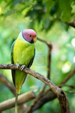 The plum-headed parakeet is a mainly green parrot. The male has a red head which shades to purple-blue on the back of the crown, nape and cheeks,
