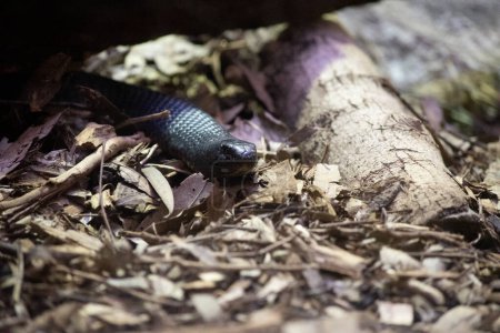 la serpiente negra de vientre rojo es venenosa y puede matar humanos