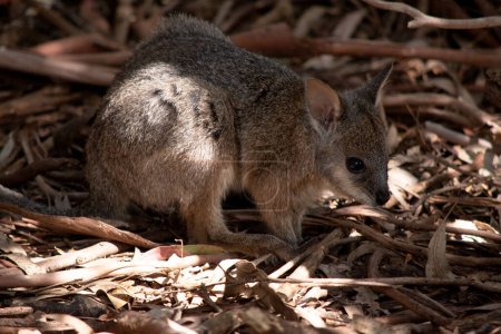 le wallaby tammar a des parties supérieures grisâtres foncées avec un dessous plus pâle et des côtés et des membres de couleur roux.