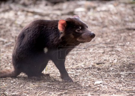 Les diables de Tasmanie ont la taille d'un petit chien. Les diables ont une fourrure noire avec une large bande blanche sur leur poitrine et la ligne étrange sur leur dos.