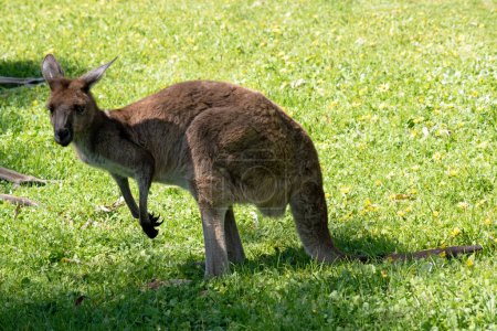 c'est une vue de côté d'un kangourou gris occidental
