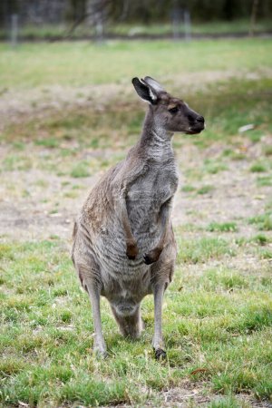 Westliche graue Kängurus haben eine feine Schnauze. Sie haben helles bis dunkelbraunes Fell.