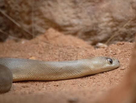 Die Woma-Schlange ist eine grau-braune oder goldbraune Python auf dem Rücken mit dunkelbraunen Streifen am Körper und einem gelben oder weißen Bauch. 