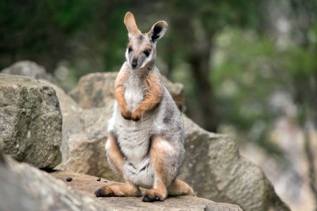 The Yellow-footed Rock-wallaby  is brightly coloured with a white cheek stripe and orange ears. It is fawn-grey above with a white side-stripe, and a brown and white hip-stripe. Its forearms, hindlegs and feet are a rich orange to bright yellow colou