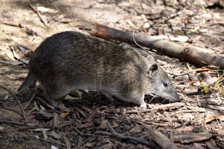 les Bandicoots brun du Sud ont à peu près la taille d'un lapin et ont un museau pointu, un dos bosselé, une queue mince et de grands pattes postérieures