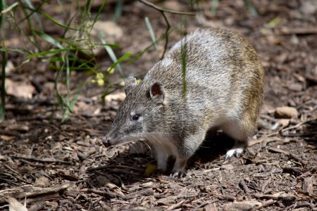 Southern brown Bandicoots are about the size of a rabbit, and have a pointy snout, humped back, thin tail and large hind feet