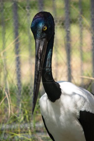 Der Jabiru oder Schwarzhalsstorch ist ein schwarz-weißer Wasservogel, der stattliche 1,3m groß ist und eine Flügelspannweite von etwa 2m hat.. 