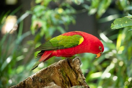 The chattering lory has a red body and a yellow patch on the mantle. The wings and thigh regions are green and the wing coverts are yellow. The tail is green with a blue tip.