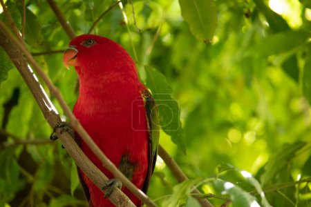 The chattering lory has a red body and a yellow patch on the mantle. The wings and thigh regions are green and the wing coverts are yellow.