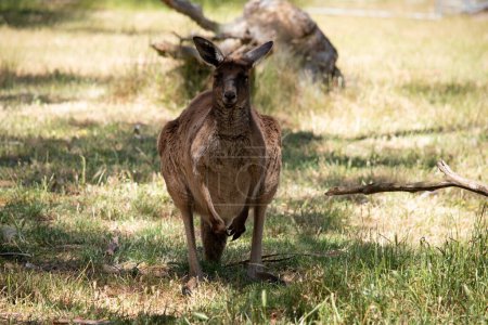 le kangourou-île Kangourou a un corps brun avec un blanc sous le ventre. Ils ont aussi des pieds noirs et des pattes