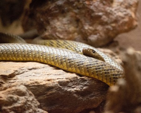 Inland taipan has a rectangular-shaped head distinct from the slender neck.