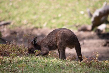 the kangaroo-Island Kangaroo joey has a brown body with a white under belly. They also have black feet and paws