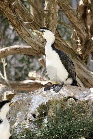 El Cormorán Pied es un ave de tamaño mediano con alas negras y una cola negra. Tiene la cara blanca y el pecho.