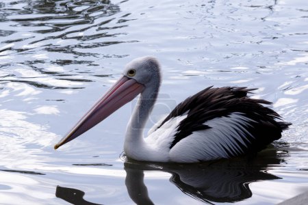 Australische Pelikane gehören zu den größten fliegenden Vögeln. Sie haben einen weißen Körper und Kopf und schwarze Flügel. Sie haben einen großen rosafarbenen Schein