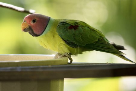La perruche à tête de prune est un perroquet principalement vert. Le mâle a une tête rouge qui devient bleu-violet à l'arrière de la couronne, de la nuque et des joues.,