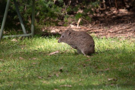 The Long-nosed Potoroo have a brown to grey upper body and paler underbody. They have a long nose that tapers with a small patch of skin extending from the snout to the nose.