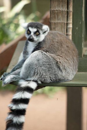 The Ring-tailed lemur backs is grey with grey limbs and dark grey heads and necks. They have white bellies. Their faces are white with dark triangular eye patches and a black nose. 
