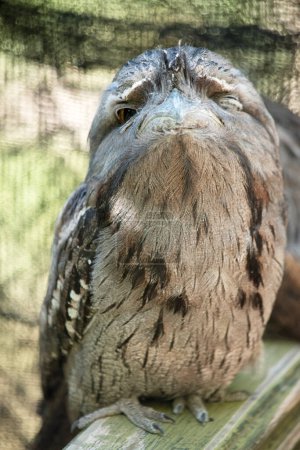 the tawnyfrogmouth has a mottled grey, white, black and rufous  the feather patterns help them mimic dead tree branches. Their feathers are soft, like those of owls,