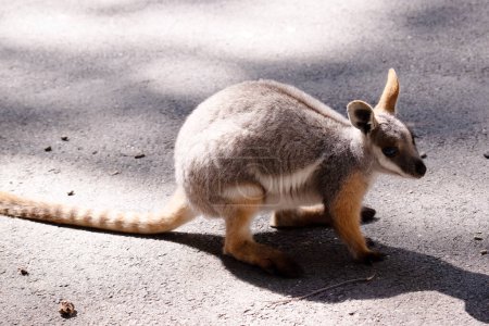 Le Rocher-wallaby à pieds jaunes est de couleur vive avec une bande de joue blanche et des oreilles orange.