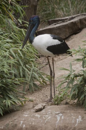 The Jabiru or black necked stork is a black-and-white waterbird stands an impressive 1.3m tall and has a wingspan of around 2m. The head and neck are black with an iridescent green and purple sheen.
