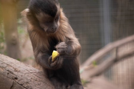 El capuchino marrón tiene pelaje marrón y grueso con una cuña oscura en la frente y una cara, mejillas y barbilla más claras..