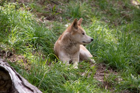 Dingos are a dog-like wolf. They have a long muzzle, erect ears and strong claws. They usually have a ginger coat and most have white markings on their feet, tail tip and chest.