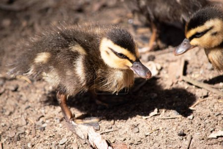 the Pacific black duckling is walking 