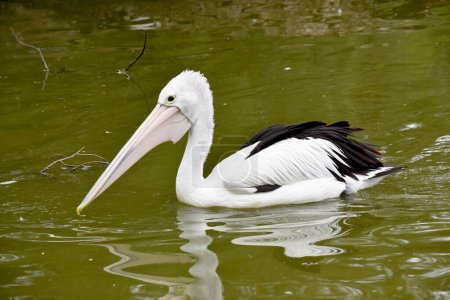 Australische Pelikane gehören zu den größten fliegenden Vögeln. Sie haben einen weißen Körper und Kopf und schwarze Flügel. Sie haben einen großen rosafarbenen Schein.