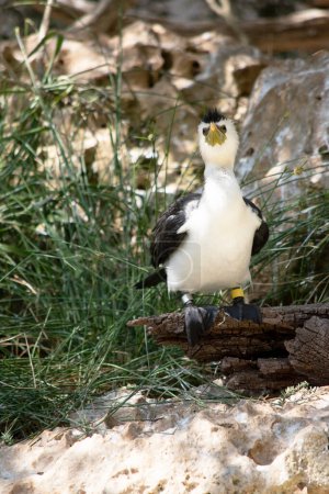 Le Cormoran de Pied est un oiseau de taille moyenne aux ailes noires et à la queue noire. Il a un visage et une poitrine blancs.