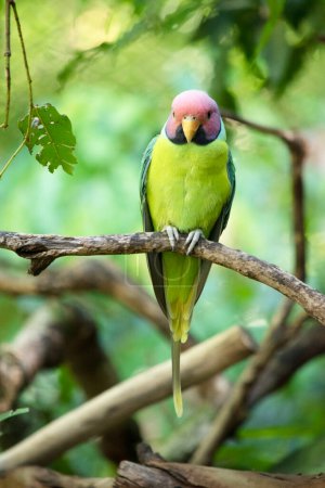 Der Pflaumenkopfsittich ist ein überwiegend grüner Papagei. Das Männchen hat einen roten Kopf