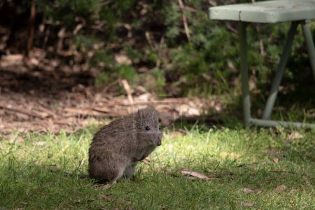 Photo for The Long-nosed Potoroo have a brown to grey upper body and paler underbody. They have a long nose that tapers with a small patch of skin extending from the snout to the nose. - Royalty Free Image