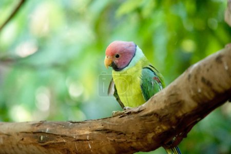 The plum-headed parakeet is a mainly green parrot. The male has a red head