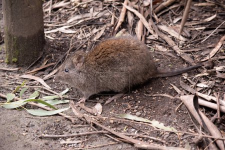 The Long-nosed Potoroos have a brown to grey upper body and paler underbody.