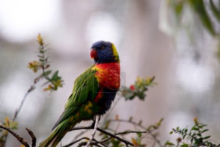 The rainbow lorikeet has a bright yellow-orange/red breast, a mostly violet-blue throat and a yellow-green collar.
