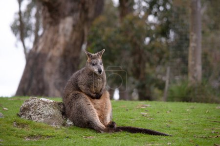 the swamp wallaby has a brown and grey back with a grey face and a long tail. Its paws are black