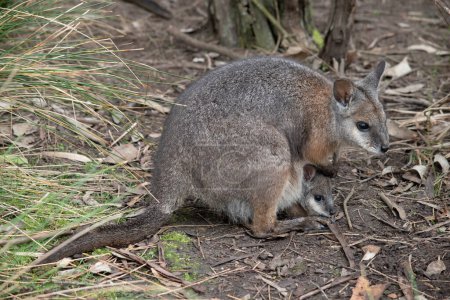 Le tammar wallaby a un joey dans sa poche