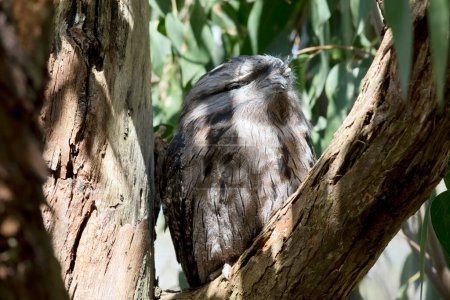 the tawny frogmouth hides in trees with their coloring