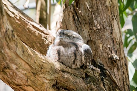 el plumaje tawny-frogmouth es gris moteado, blanco, negro y rufo los patrones de plumas les ayudan a imitar ramas de árboles muertos. Sus plumas son suaves, como las de los búhos, permitiendo un vuelo sigiloso y silencioso