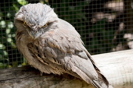 the tawny-frogmouth has  a mottled grey plumage, white, black and rufous  the feather patterns help them mimic dead tree branches. Their feathers are soft, like those of owls 
