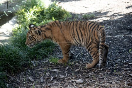 Tigerbabys werden klein, blind und schwach geboren. Sie werden mit allen ihren Streifen geboren und trinken die Milch ihrer Mutter, bis sie sechs Monate alt sind, und essen dann nur Fleisch.