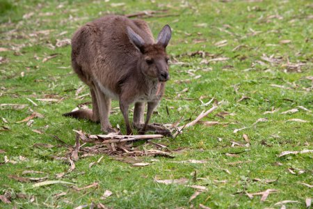 Westliche graue Kängurus haben kurze Haare, kräftige Hinterbeine, kleine Vorderbeine, große Füße und einen langen Schwanz. Sie haben ein ausgezeichnetes Gehör und scharfes Sehvermögen.