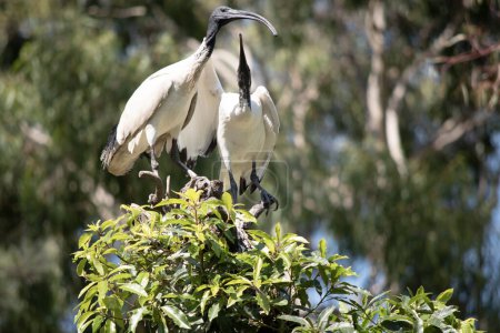 el ibis blanco está alimentando a su polluelo