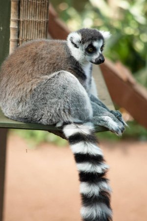 The Ring-tailed lemur backs is grey with grey limbs and dark grey heads and necks. They have long striped tails. 