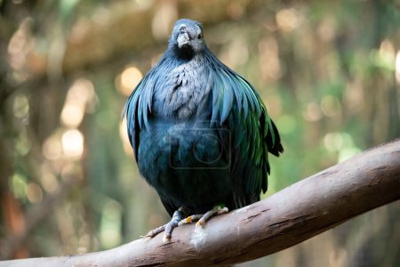 La coloración general de la paloma nicobar es verde oscuro iridiscente, con una cola blanca corta. El plumaje de la pantalla del cuello es verde con matices cobrizos y azul verdosos.
