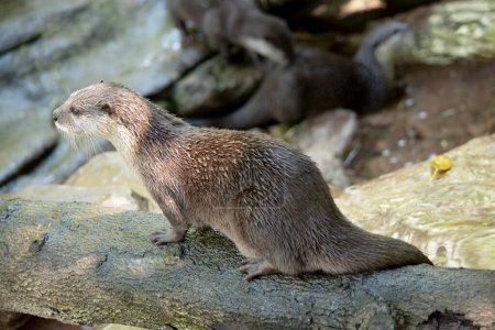 Asian small clawed otters are small, with short ears and noses, elongated bodies, long tails, and soft, dense fur. 