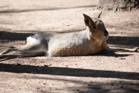 Patagonian hare, is a large rodent species that can be found in central and southern Argentina. The Patagonian cavy has long legs that allow it to reach speeds upwards of 20-25 mph