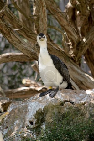 El Cormorán Pied es un ave de tamaño mediano con alas negras y una cola negra. Tiene la cara blanca y el pecho.